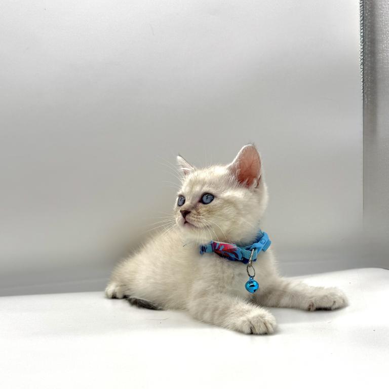 Litter A photo 1