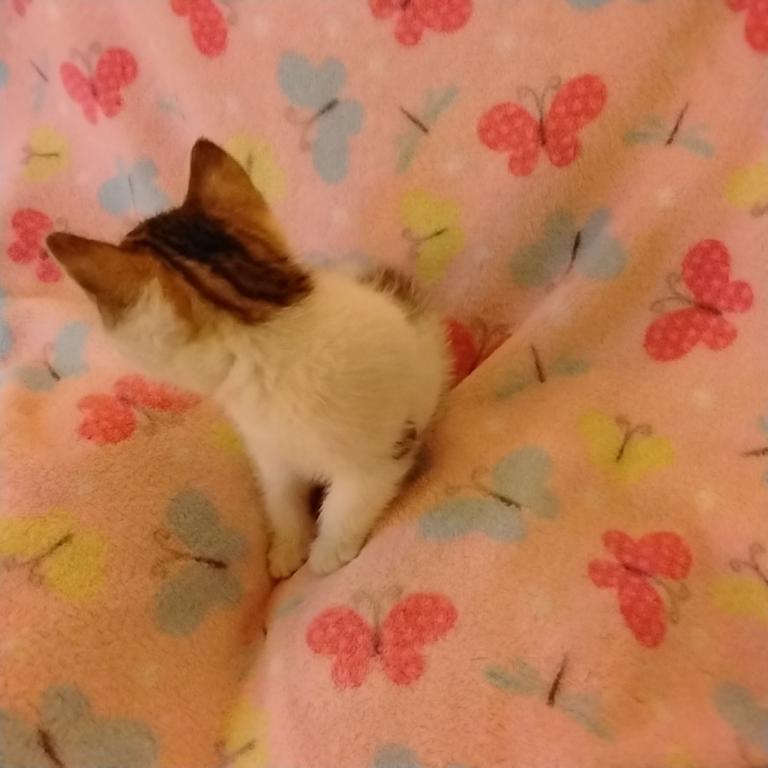 KitKat photo 2
