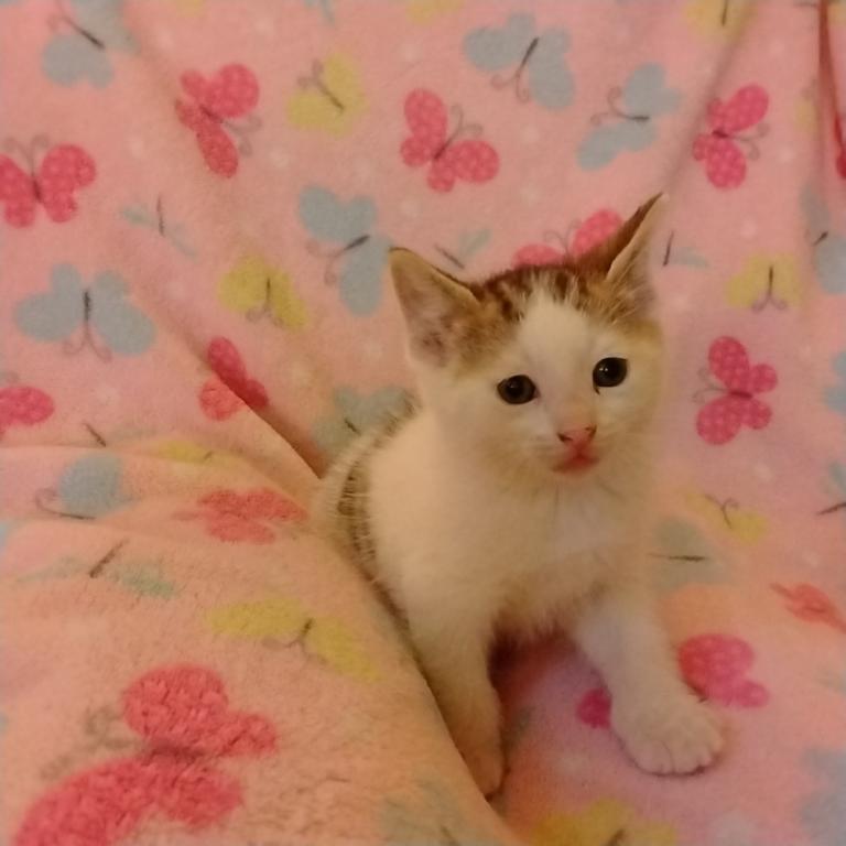 KitKat photo 3