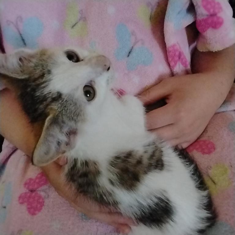 KitKat photo 1