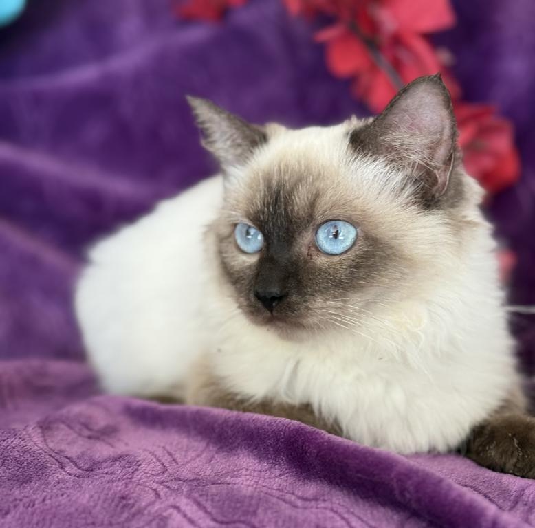 Kiara photo 3