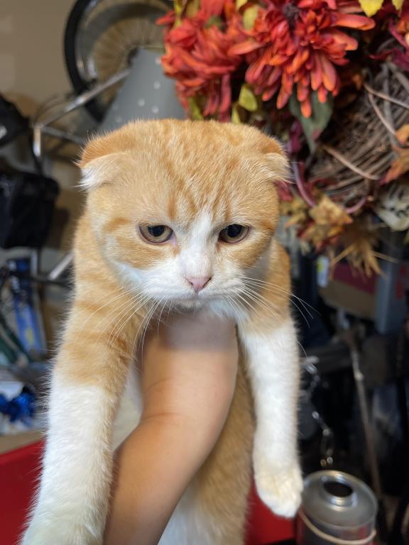 Sweetie Scottish Fold Kitten photo 4