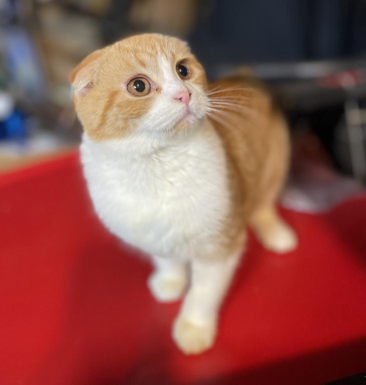 Sweetie Scottish Fold Kitten photo 5
