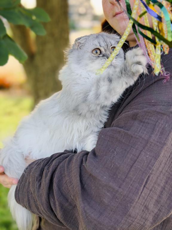 Blue Spotted Scottish Fold Longhair photo 3