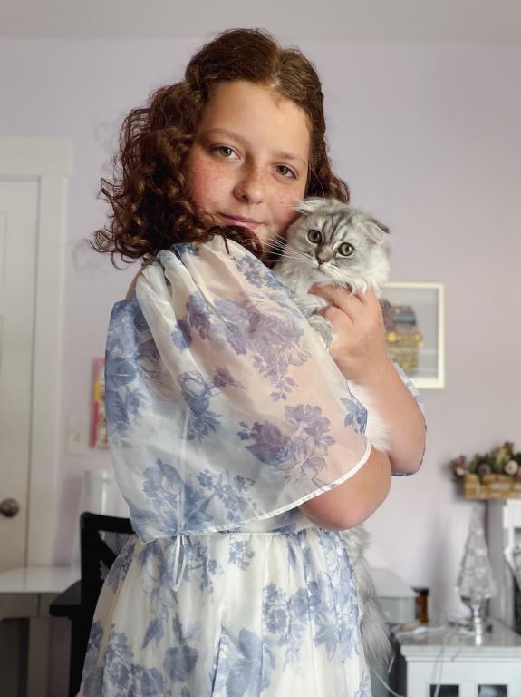 Blue Spotted Scottish Fold Longhair photo 8