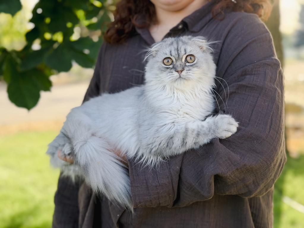 Blue Spotted Scottish Fold Longhair photo 1