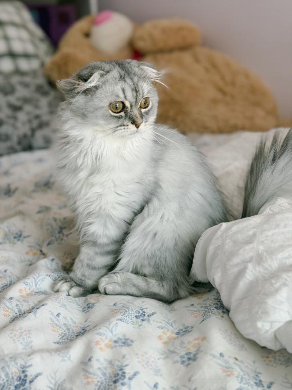 Blue Spotted Scottish Fold Longhair photo 6