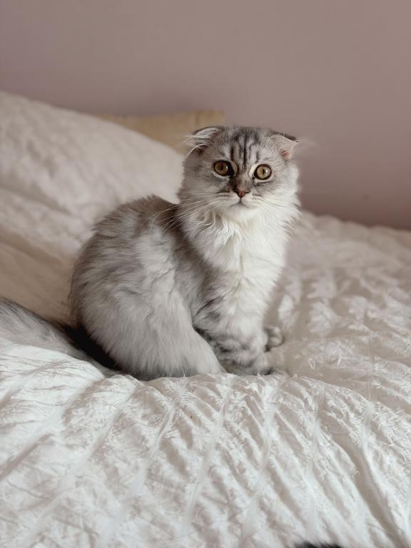 Blue Spotted Scottish Fold Longhair photo 7