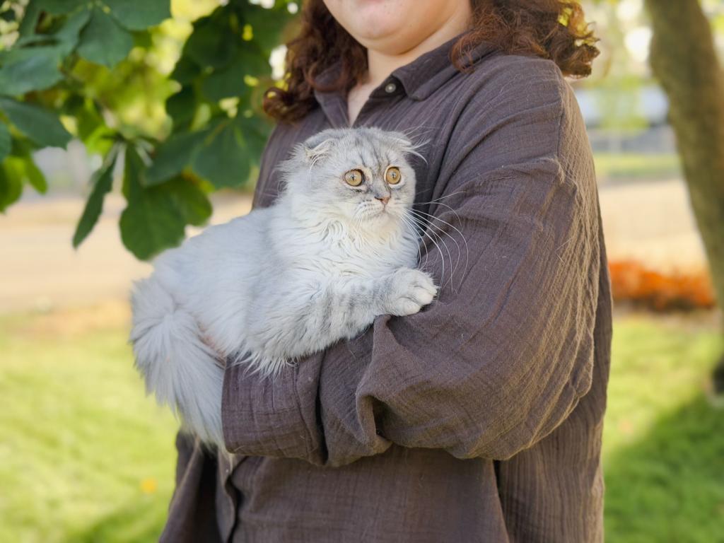 Blue Spotted Scottish Fold Longhair photo 2
