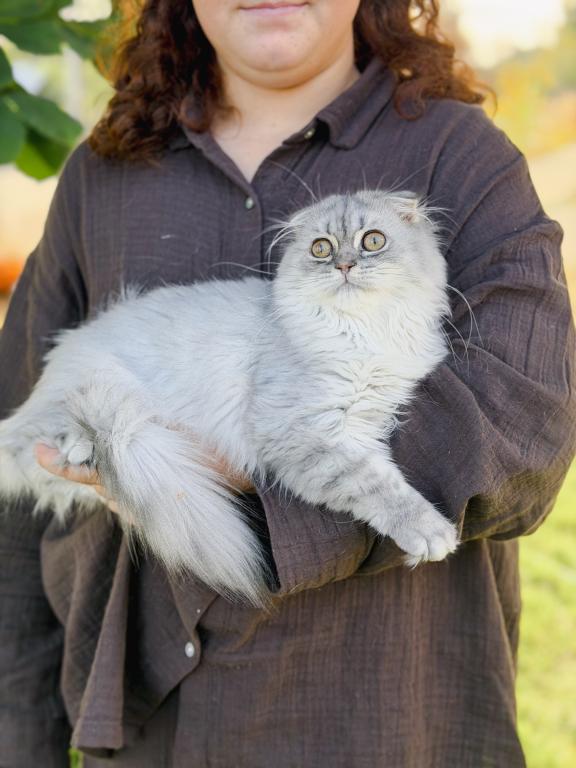 Blue Spotted Scottish Fold Longhair photo 4