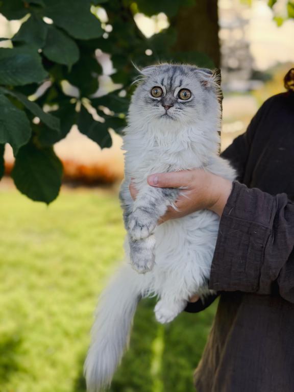 Blue Spotted Scottish Fold Longhair photo 5