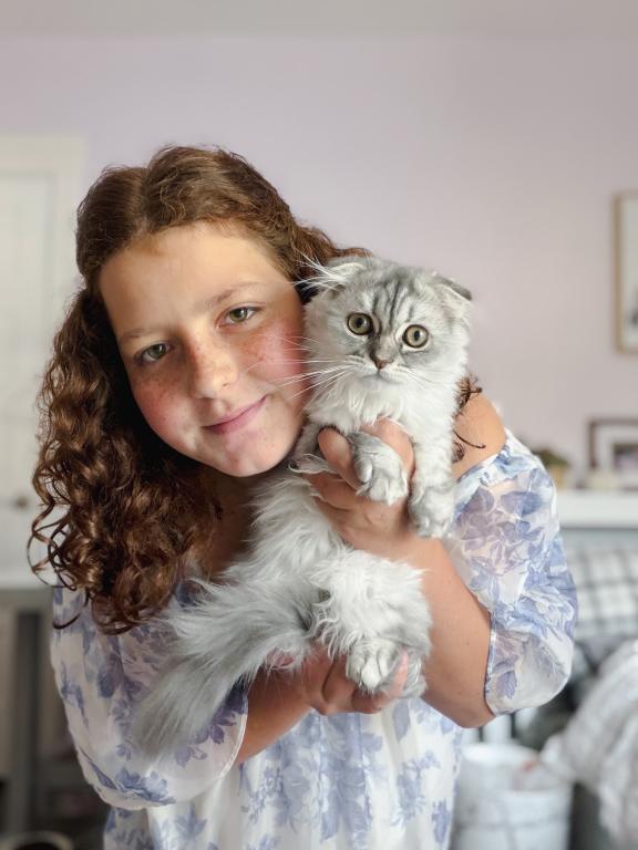Blue Spotted Scottish Fold Longhair photo 9
