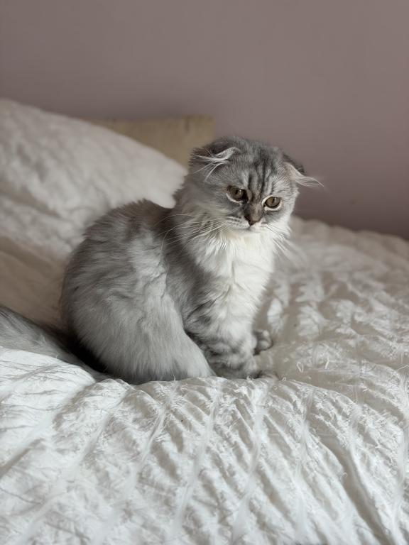 Blue Spotted Scottish Fold Longhair photo 10