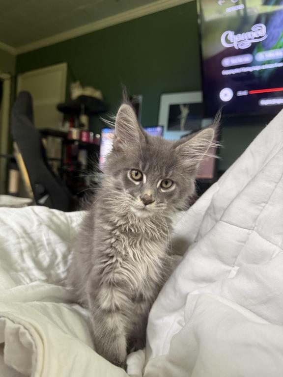 TICA Blue Silver Tabby Male photo 2