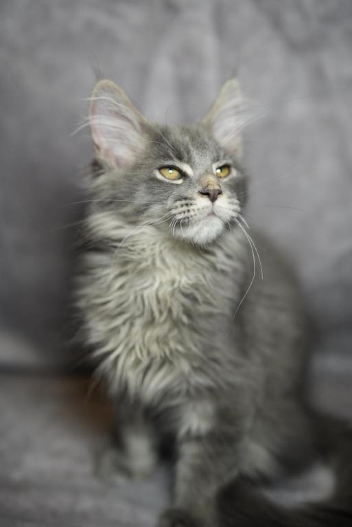TICA Blue Silver Tabby Male photo 3