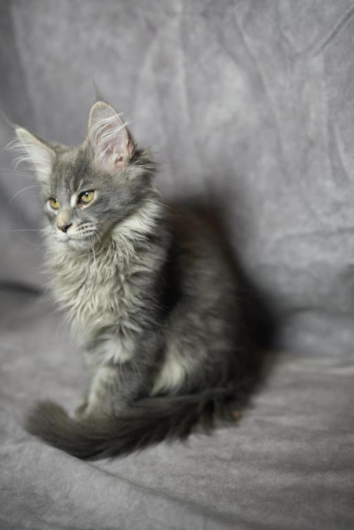TICA Blue Silver Tabby Male