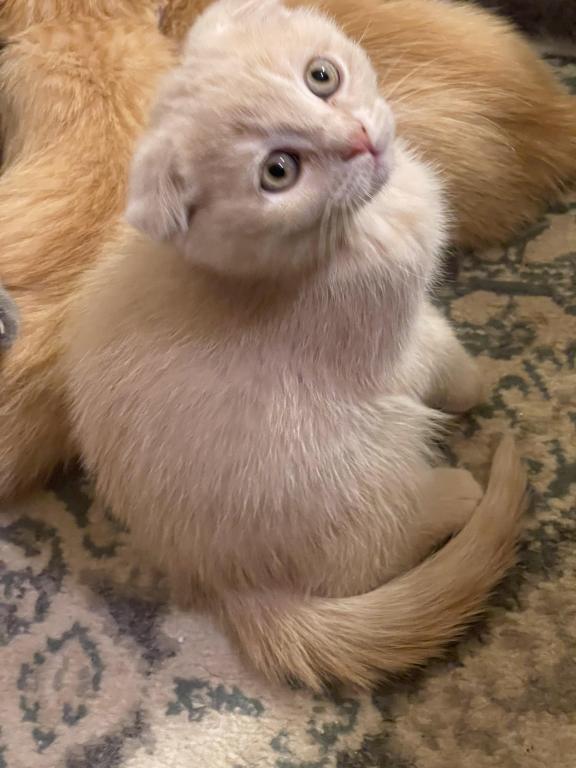 Cappuccino ScottishFold Kitten photo 4