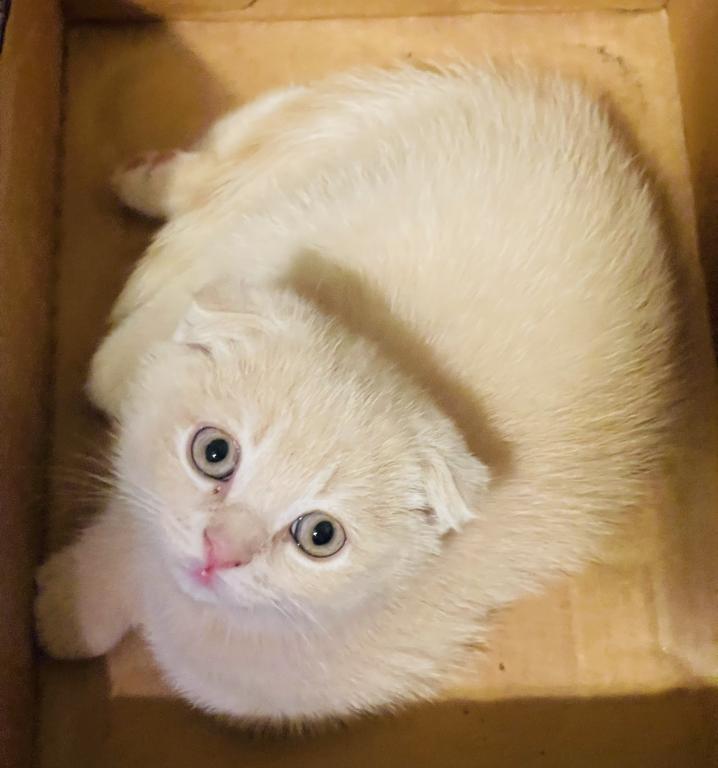 Cappuccino ScottishFold Kitten photo 1