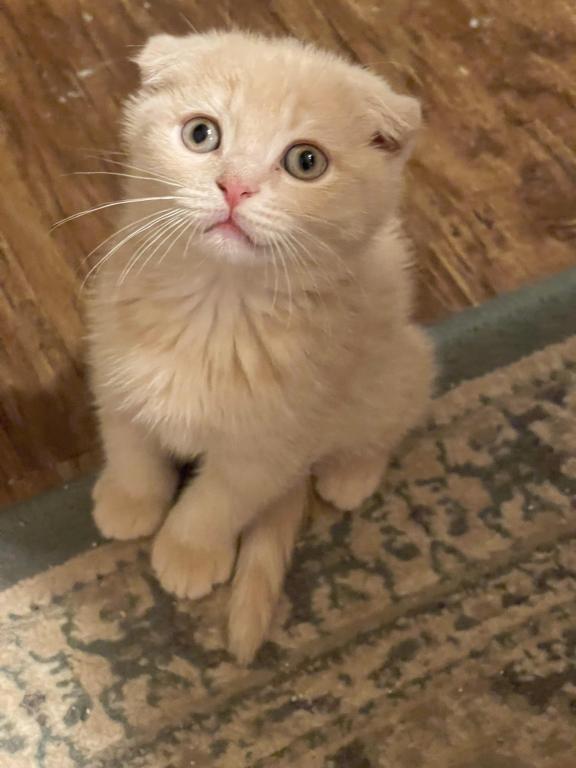 Cappuccino ScottishFold Kitten photo 3