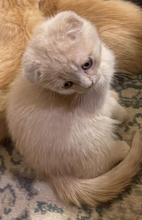 Cappuccino ScottishFold Kitten photo 5