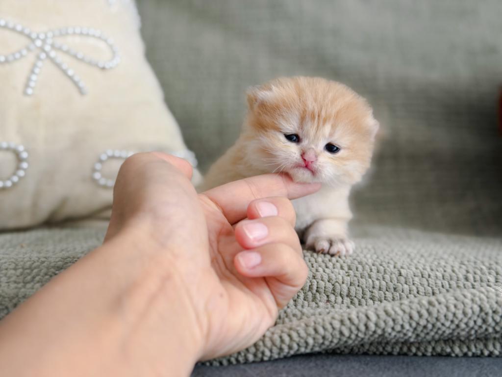 Golden British Shorthair Boy photo 10