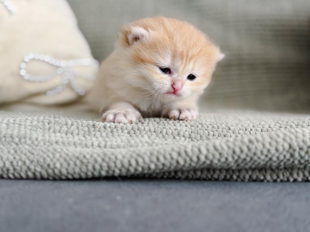 Golden British Shorthair Boy photo 9