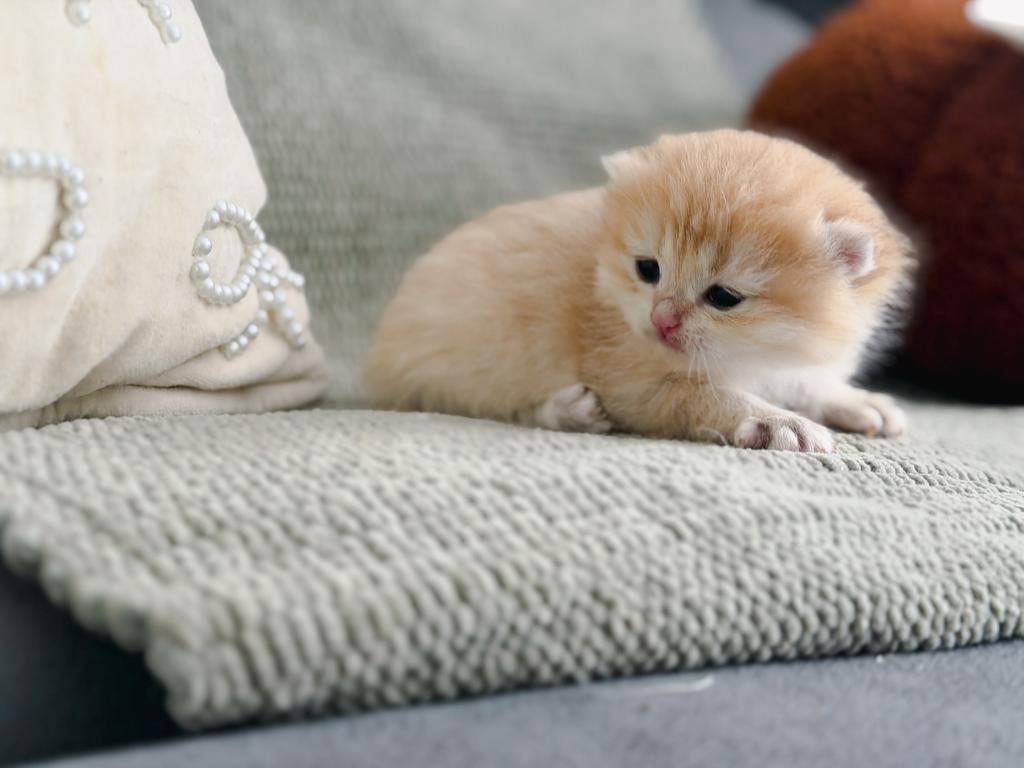 Golden British Shorthair Boy photo 13