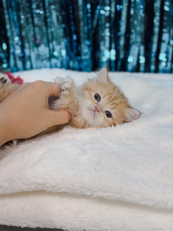 Golden British Shorthair Boy photo 5