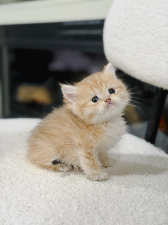 Golden British Shorthair Boy photo 7