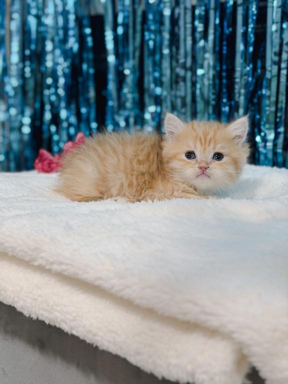 Golden British Shorthair Boy photo 4