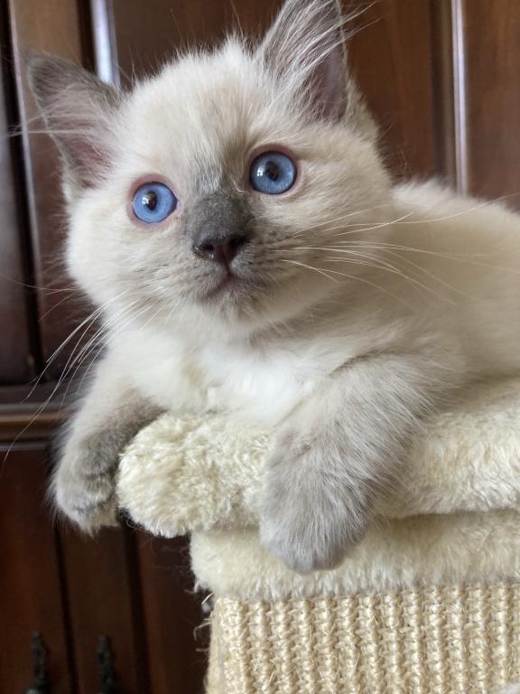 Ragdoll Kitten photo 16