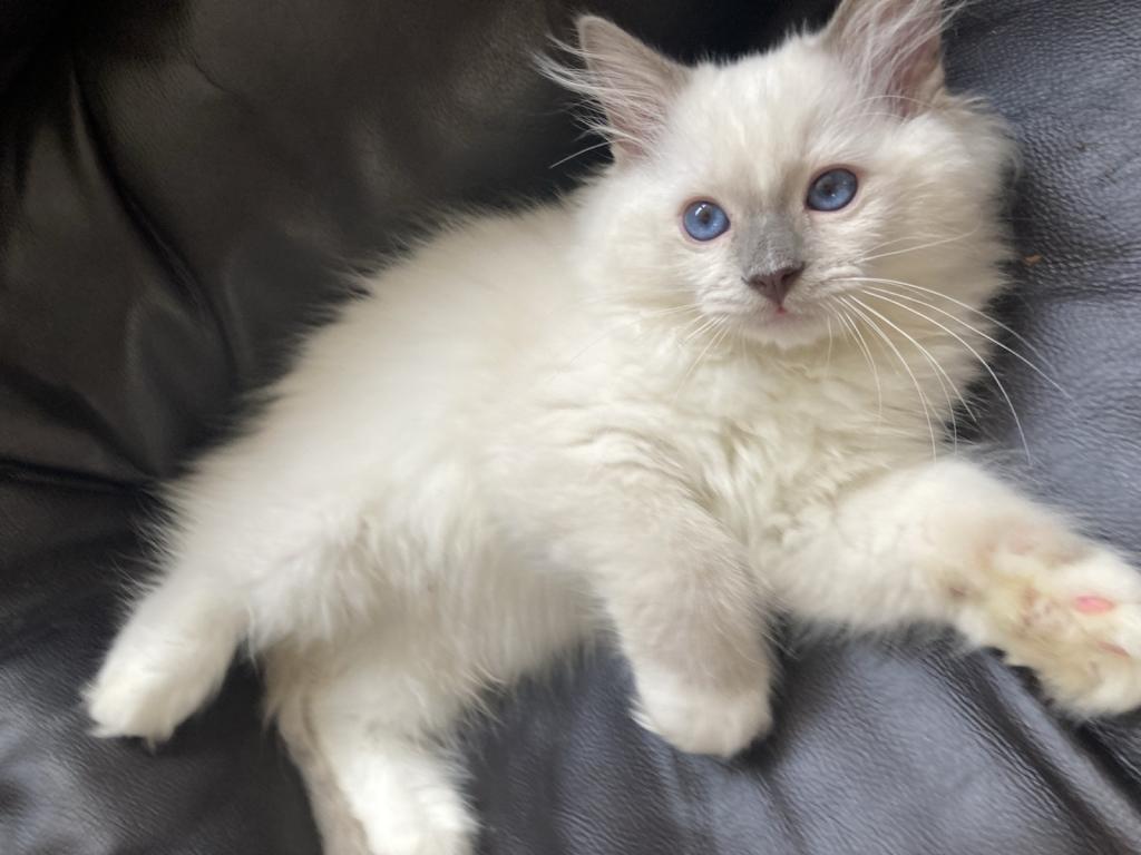 Ragdoll Kitten photo 2
