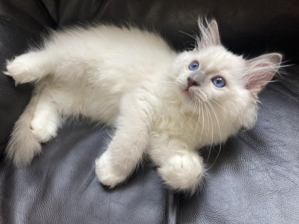Ragdoll Kitten photo 1