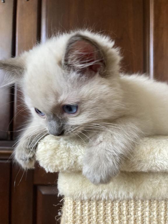 Ragdoll Kitten photo 15