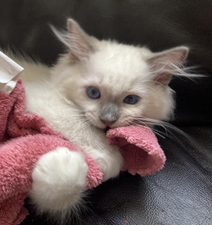 Ragdoll Kitten photo 3