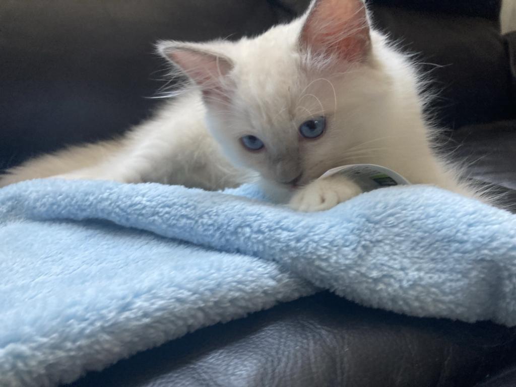 Ragdoll Kitten photo 12