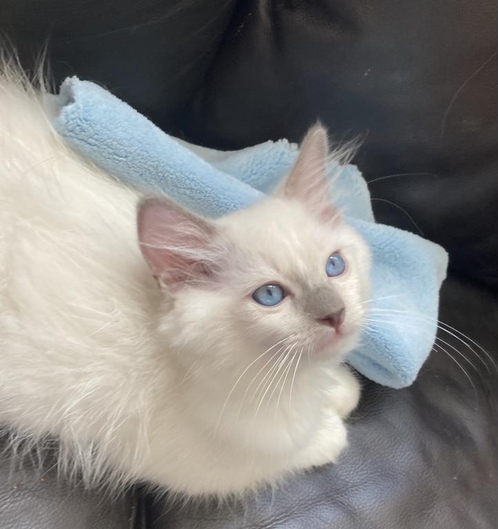 Ragdoll Kitten photo 13