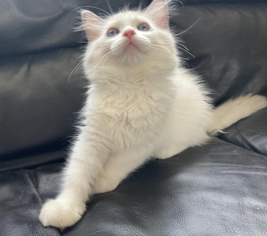 Ragdoll Kitten photo 4