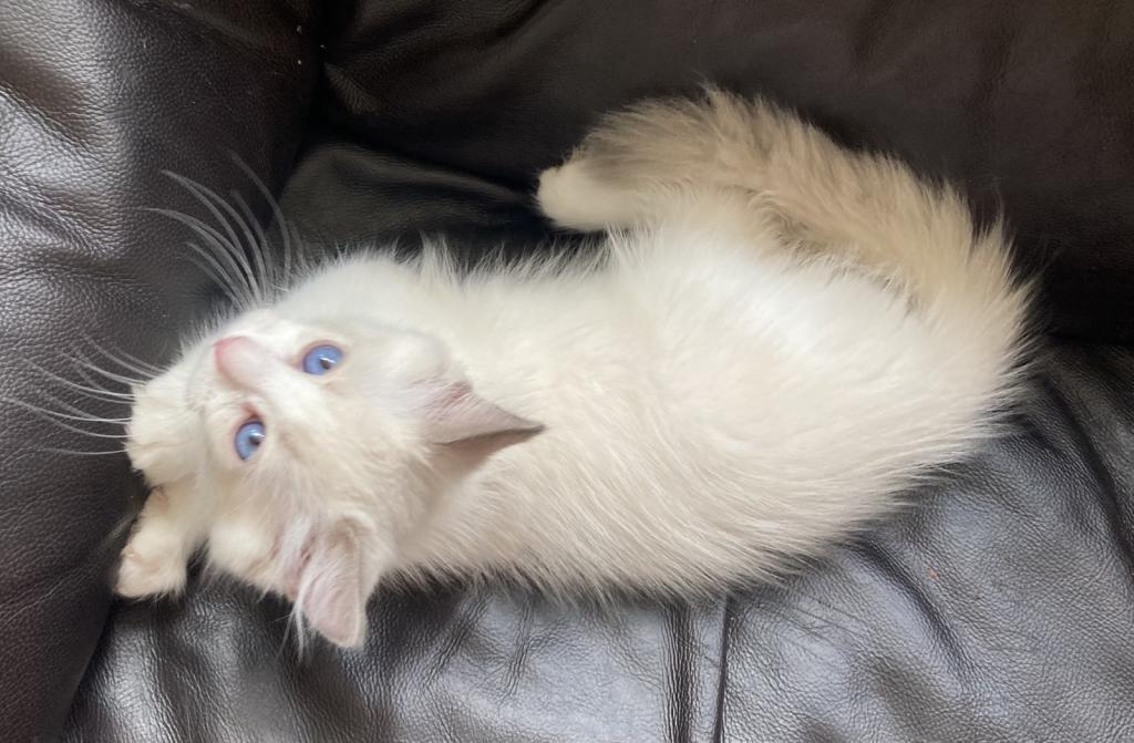 Ragdoll Kitten photo 8