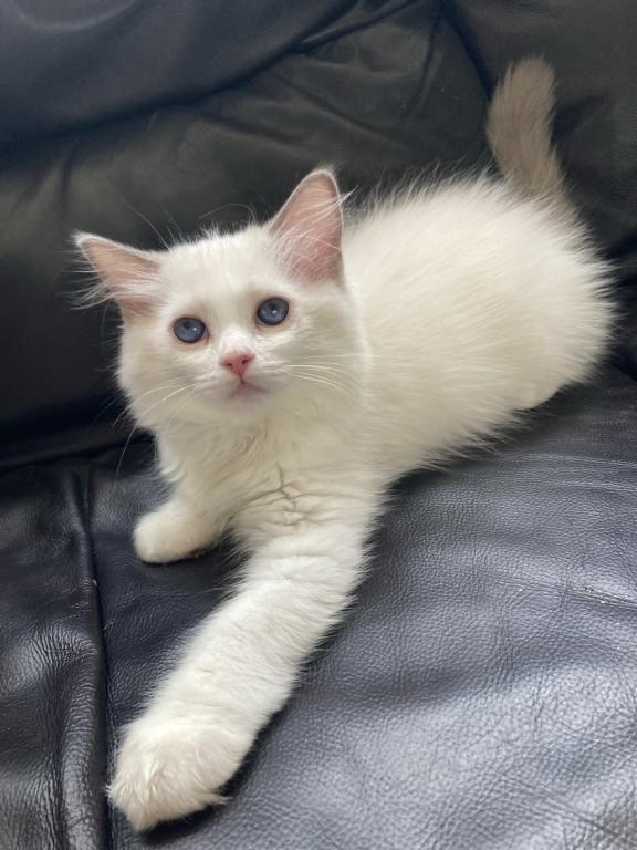 Ragdoll Kitten photo 6