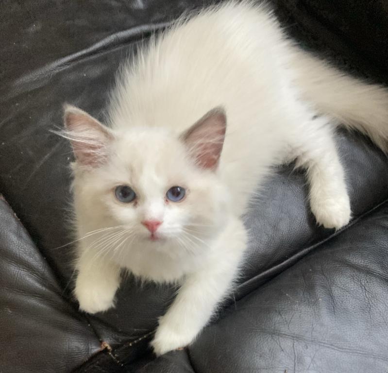 Ragdoll Kitten photo 14