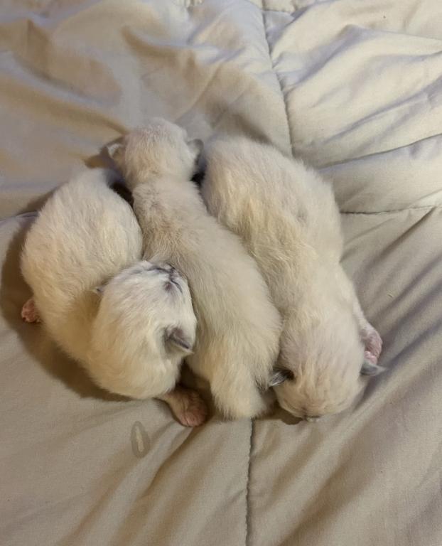 Chocolate's October Litter