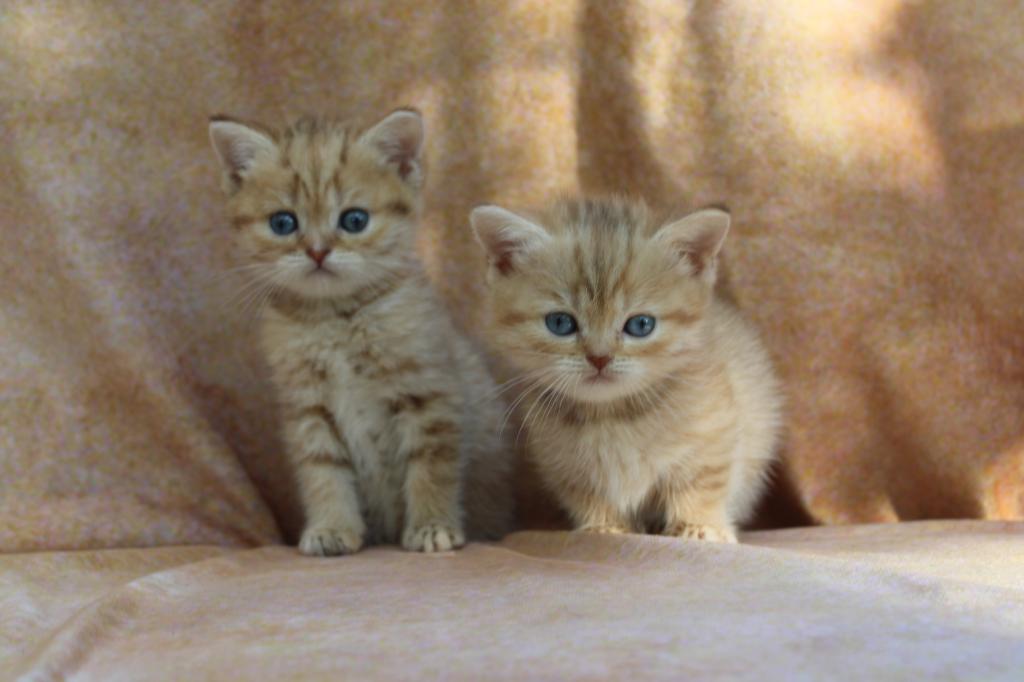 Dominant Blue And Or Odd Eyed English Muffin photo 4