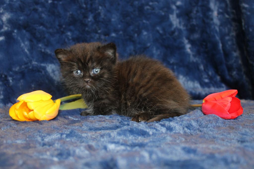 Dominant Blue And Or Odd Eyed English Muffin photo 7