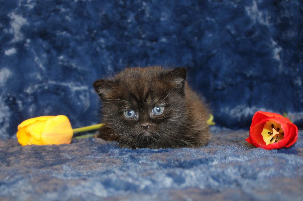 Dominant Blue And Or Odd Eyed English Muffin photo 6