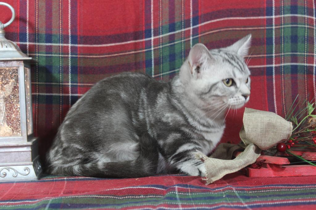 English Muffins photo 4