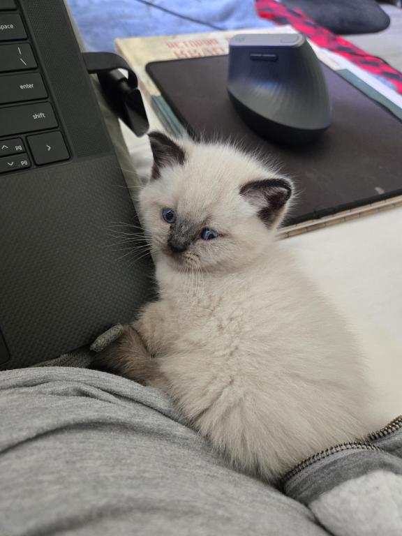 Nikolai photo 8