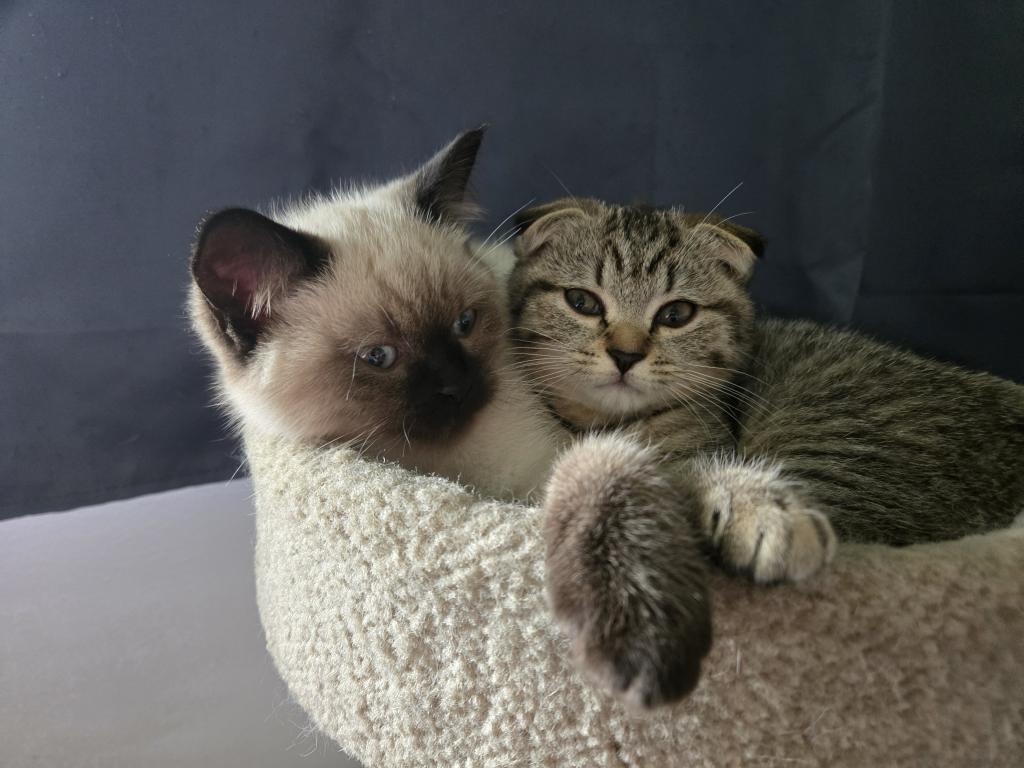Nikolai photo 10