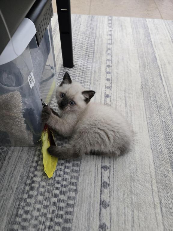 Nikolai photo 2