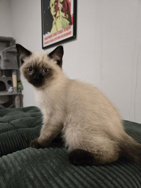 Nikolai photo 1